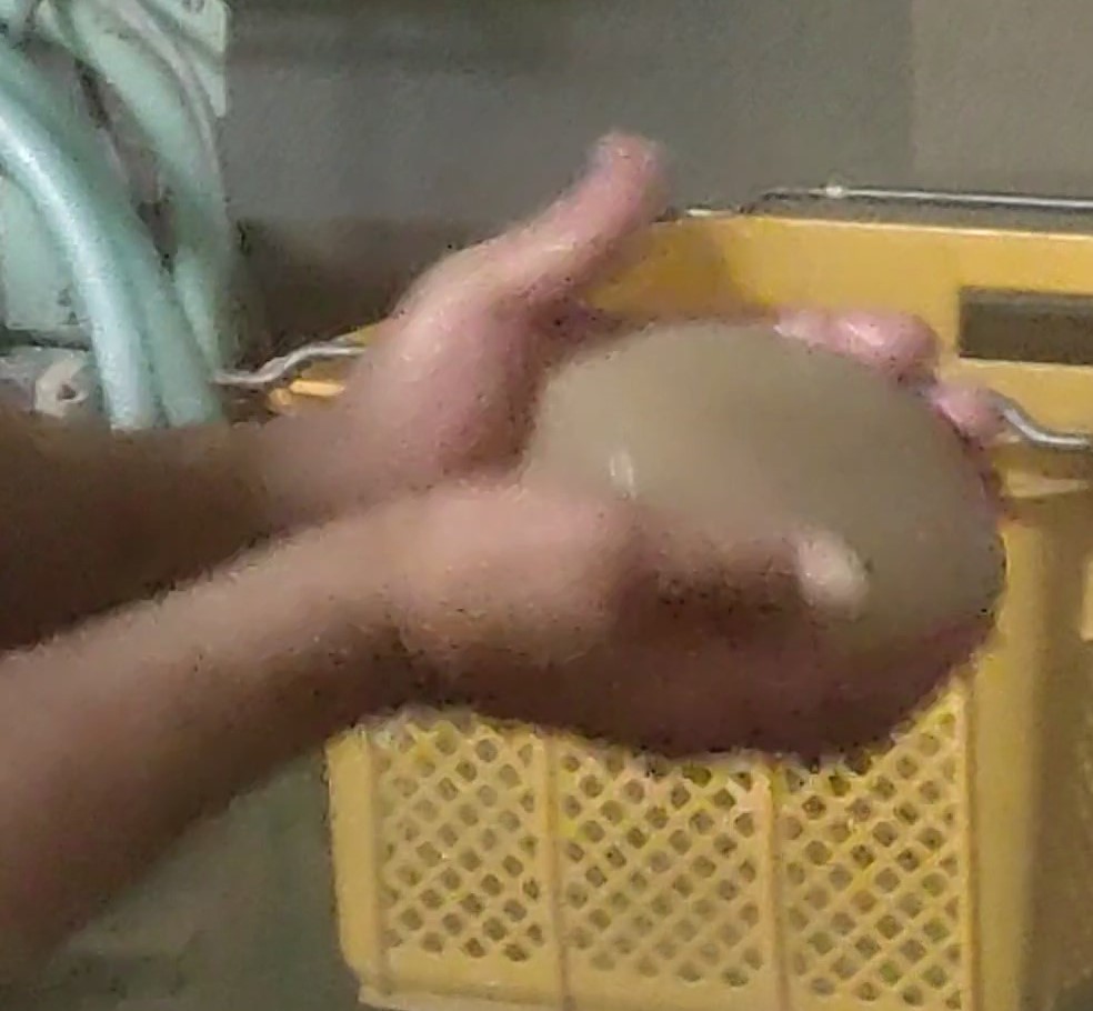 だんごこんにゃく丸める